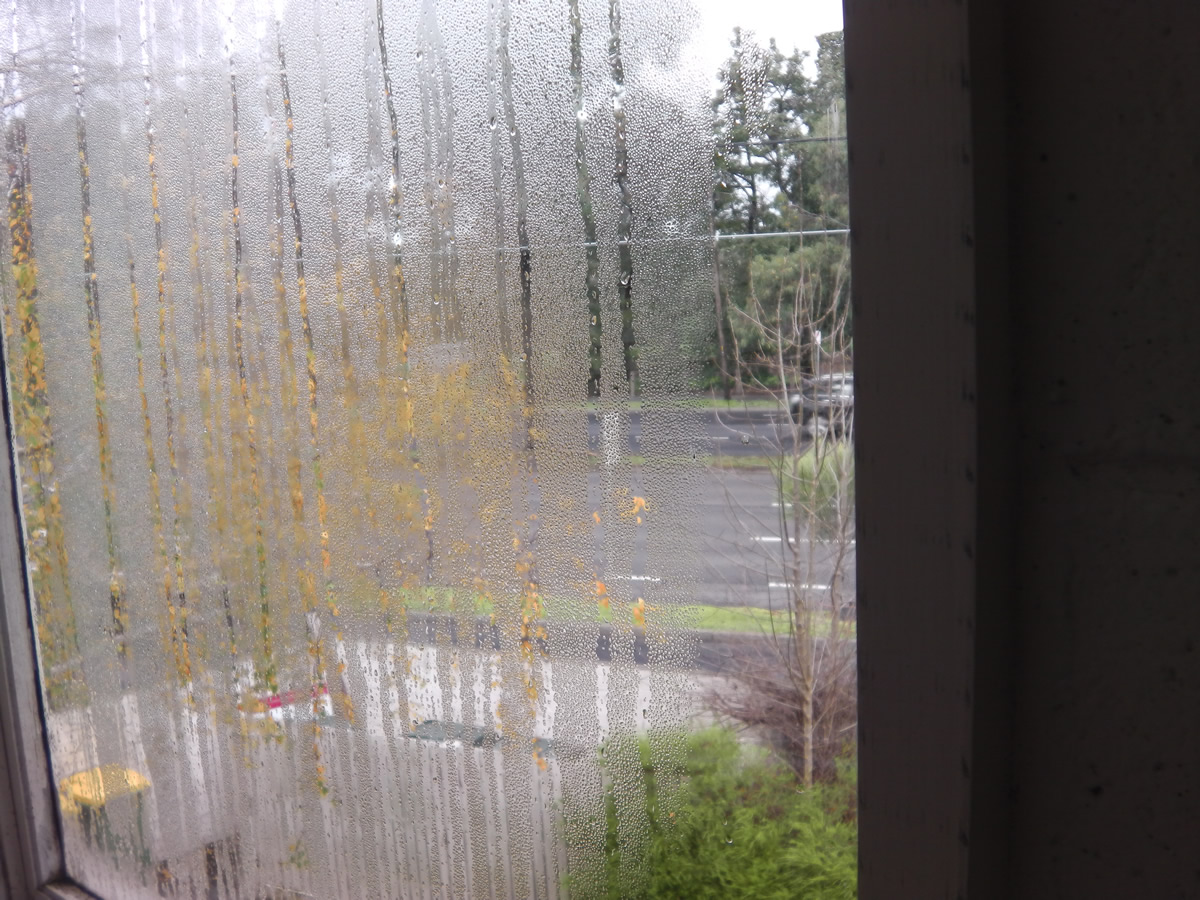 Internal fungal growth