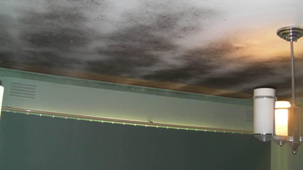Mould growth on ceiling
