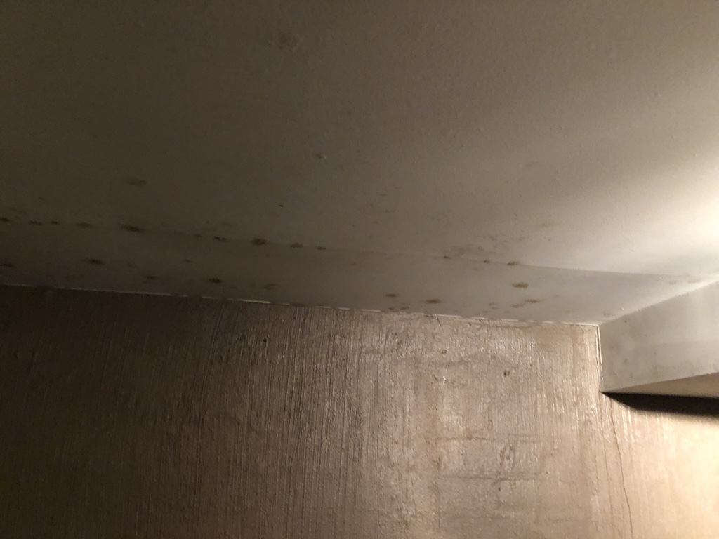 Internal fungal growth